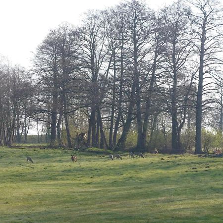 Kleenes Haffhus Ueckermünde Exteriör bild