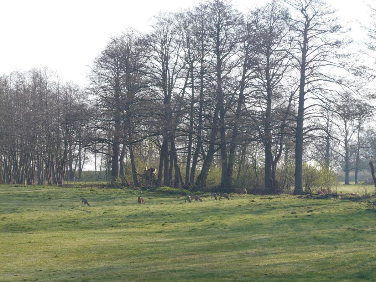 Kleenes Haffhus Ueckermünde Exteriör bild